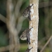 bat_longnosed_la_v_1083_ecu3173.jpg